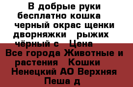 В добрые руки бесплатно,кошка,2.5черный окрас,щенки дворняжки,3 рыжих 1 чёрный,с › Цена ­ - - Все города Животные и растения » Кошки   . Ненецкий АО,Верхняя Пеша д.